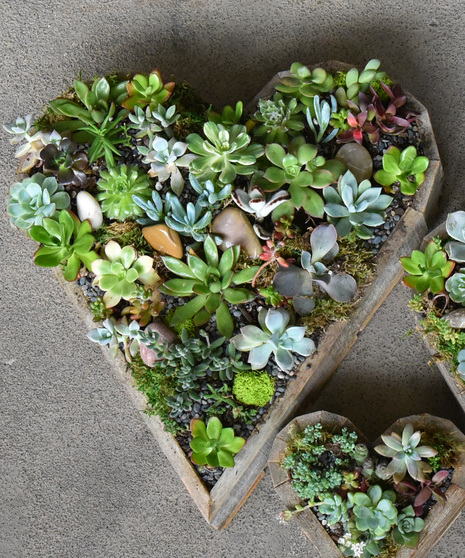 Terrariums | Succulents | Air Plants