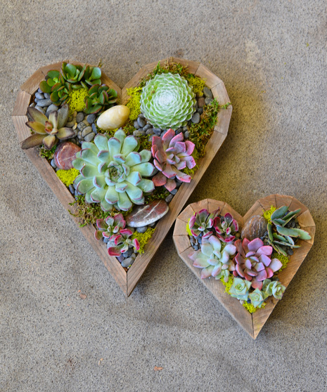 Succulent Heart Garden