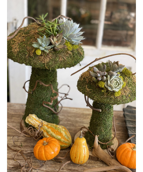 Succulent Mushroom Garden