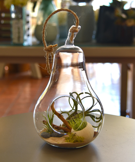 Hanging Tillandsia Terrarium