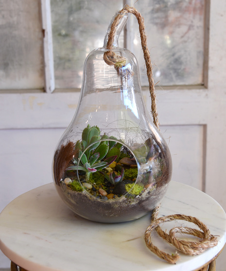 Pear Shaped Terrarium - Succulent Garden