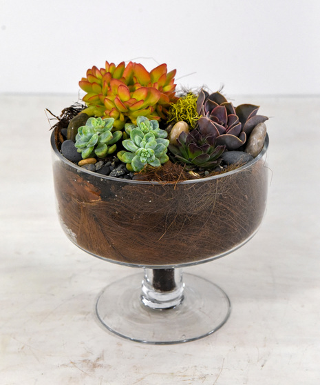 Stemmed glass bowl holds mix of succulents. 