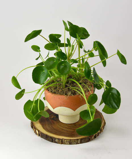 Free Spirit Pilea in Stylish Terracotta