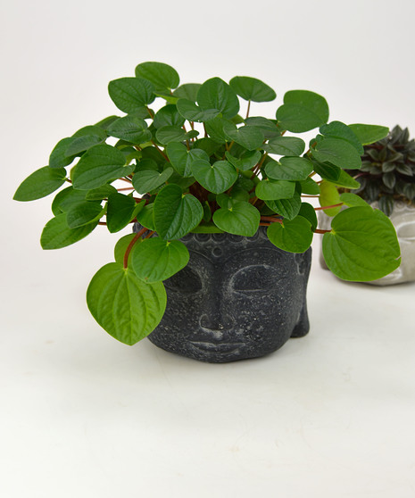 Buddha Garden