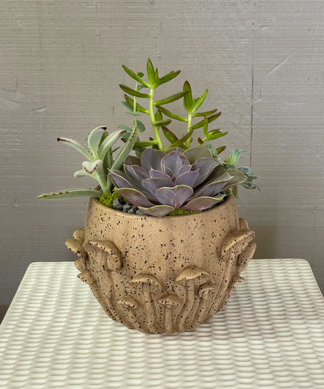A delightful mini garden of  a variety of succulents in a ceramic mushroom vessel