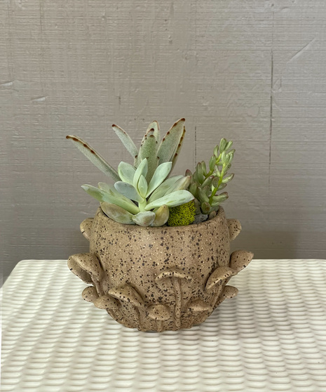 A delightful mini garden of  a variety of succulents in a ceramic mushroom vessel