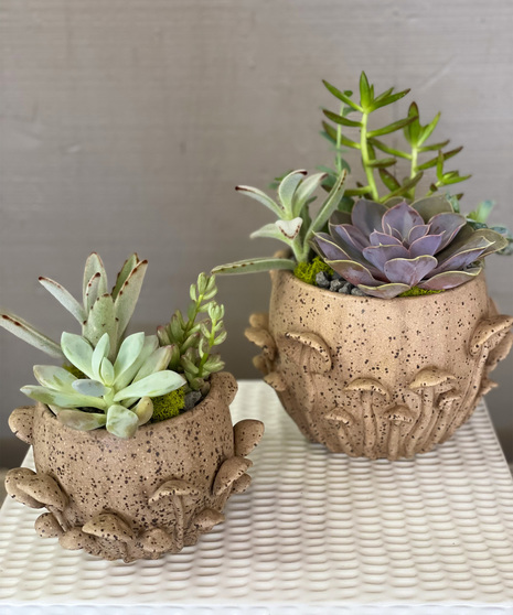 Porcini Succulent Garden