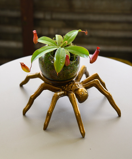 Creepy Crawler Spider