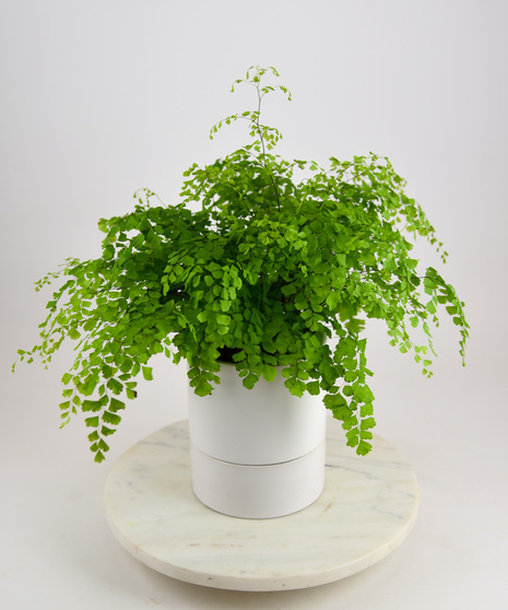 self watering maiden hair fern