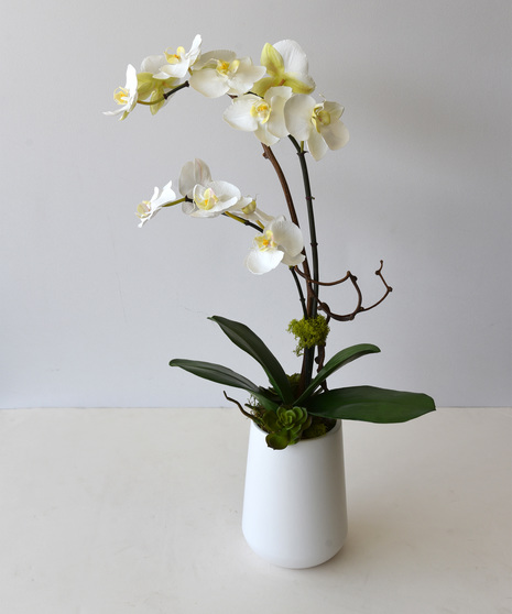 Buy shop silk orchids