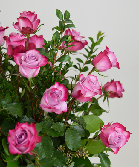 These roses blend lavender mauve inner petals with deep magenta pink edges of the outer petals.  Hand crafted with seasonal foliage in a glass vase.