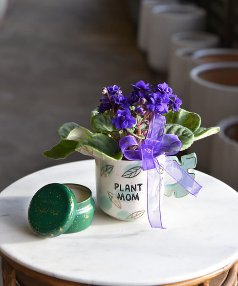 This sweet African violet, in a ceramic mug with a unique handle and printed with “Plant Mom.” Soft blooms and green foliage make this a thoughtful and easy to love  gift.
