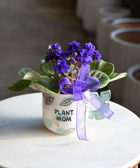 This sweet African violet, in a ceramic mug with a unique handle and printed with “Plant Mom.” Soft blooms and green foliage make this a thoughtful and easy to love  gift.
