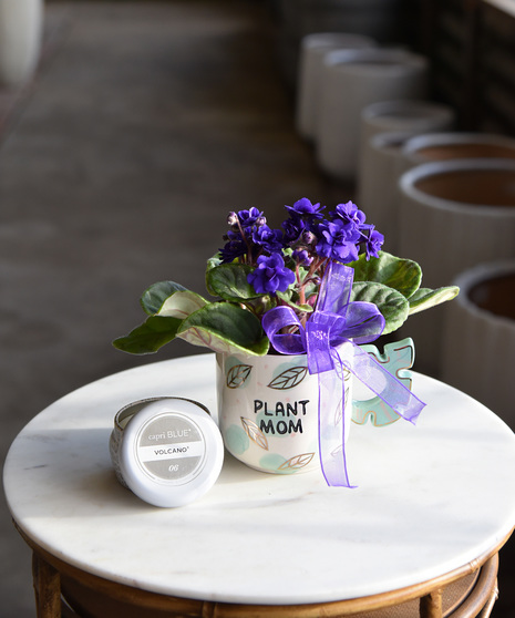 This sweet African violet, in a ceramic mug with a unique handle and printed with “Plant Mom.” Soft blooms and green foliage make this a thoughtful and easy to love  gift.