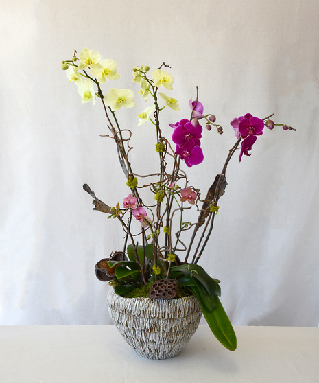Set in large round container with several large  orchid plants  each having multiple stems of butterfly shaped  blooms. Decorative sticks, moss, and shells adorn  arrangement.
