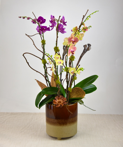 Spectacular Orchid Garden