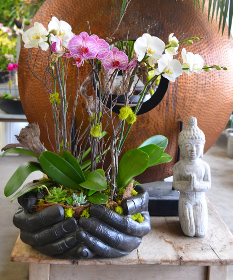 Spectacular Orchids in Hands