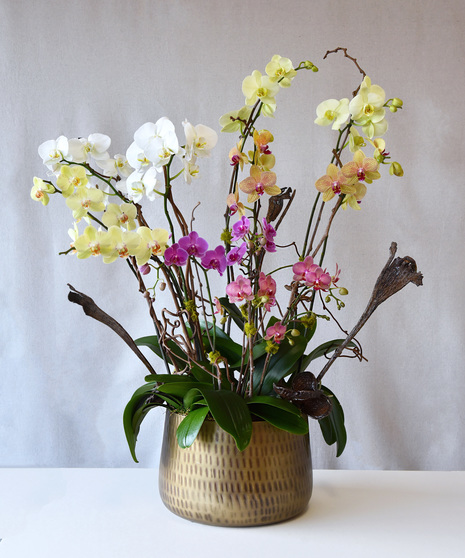 Set in large round container with several large  orchid plants  each having multiple stems of butterfly shaped  blooms. Decorative sticks, moss, and shells adorn  arrangement.