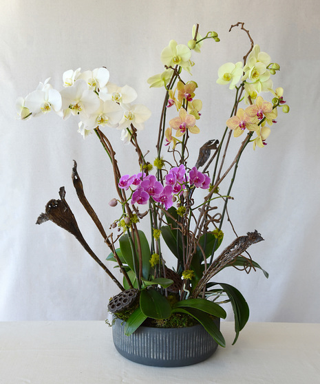 Spectacular Orchid Garden