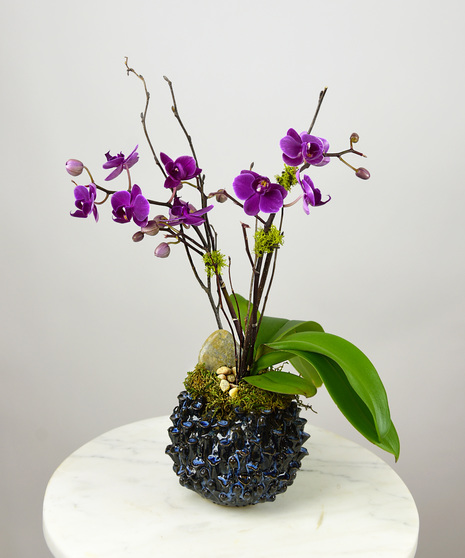 Twilight Orchid Garden