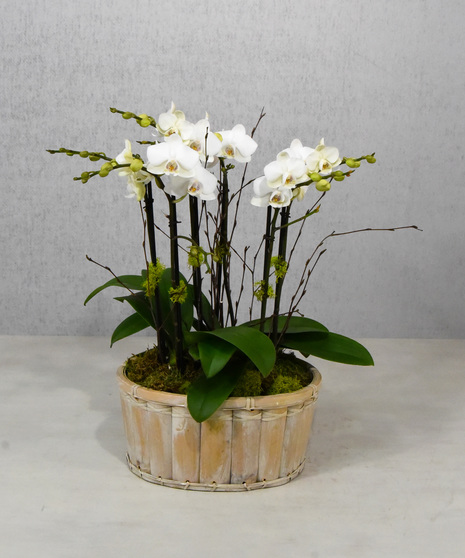 In a wooden planter containing several large orchid plants each having multiple stems of butterfly shaped blooms, and adorned with decorative sticks and moss. 