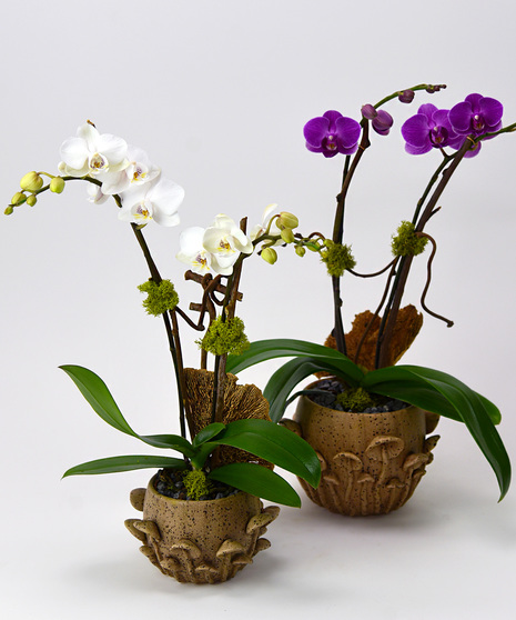 Oh Cremini Orchid Plant