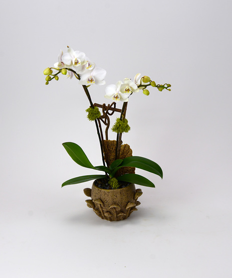 miniature orchids in mushroom planter