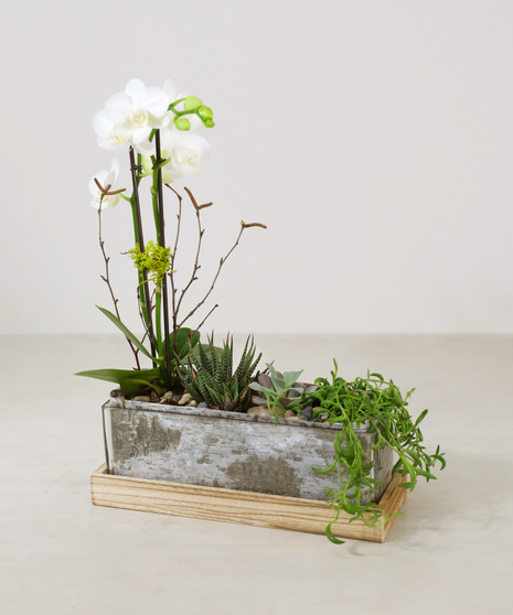 Long rectangular glass container set in a wooden frame holds mix of succulents and orchid with butterfly shaped blooms. Adorned with natural elements of moss, sticks, & rocks.