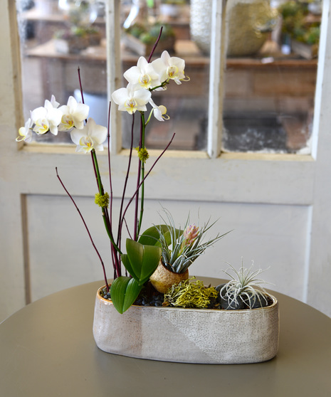  A sophisticated garden design featuring a mini orchid, tillandsias with natural elements of stones, moss, pods in ceramic vessel. 