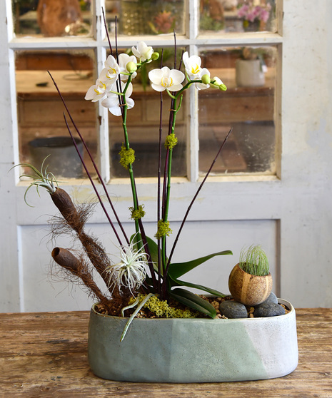  A sophisticated garden design featuring a mini orchid, tillandsias with natural elements of stones, moss, pods in an oblong oval ceramic vessel. 