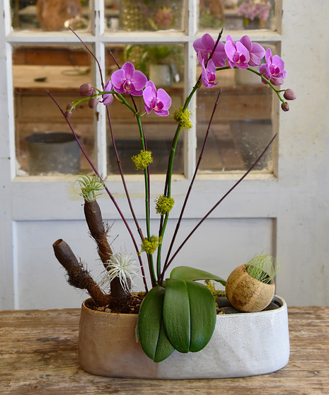Natural Vibe Orchid Garden