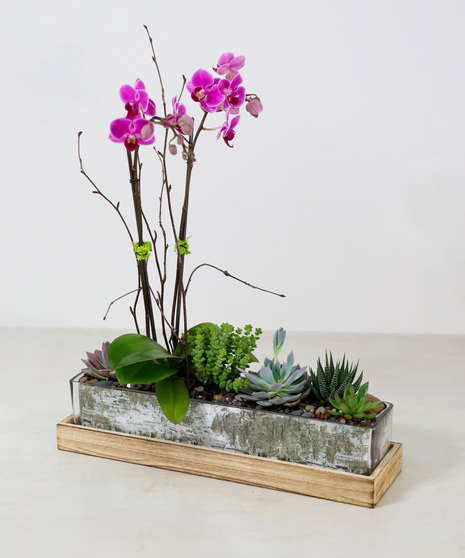 Natural Vibe Orchid Garden