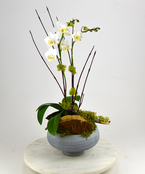  Pearl white phaleonopsis orchids accented with a lotus pod, mushrooms and a mossy branch presented in a blue green and gray stylized ceramic