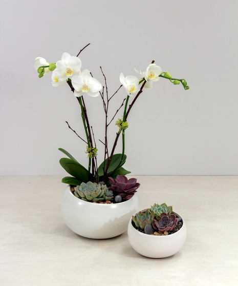 Two modern white ceramic spheres. Large vessel planted with orchid and succulents.  Small vessel contains succulents.