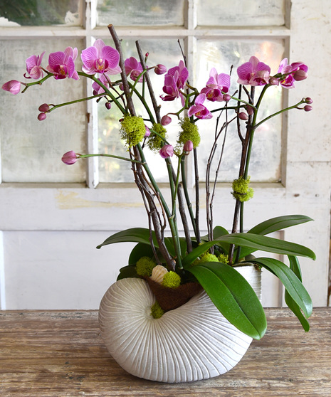 Orchid Seashell Garden
