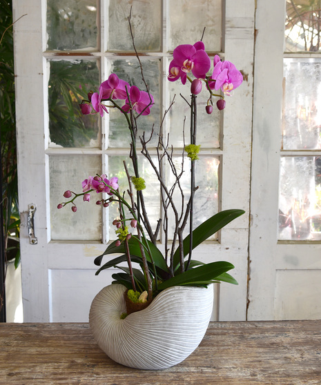 Phalaenopsis orchid garden designed in a seashore gray shell. 