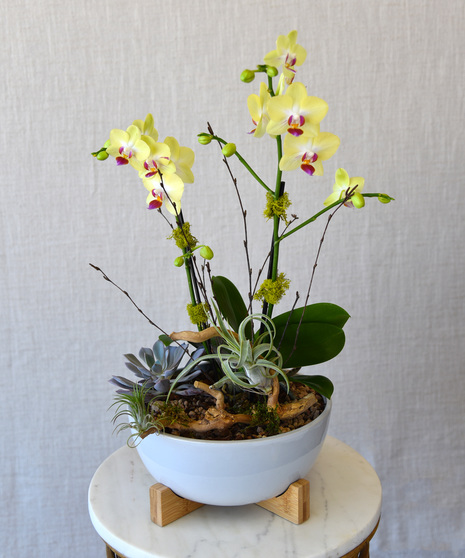 Ciao! Orchid & Succulent Garden