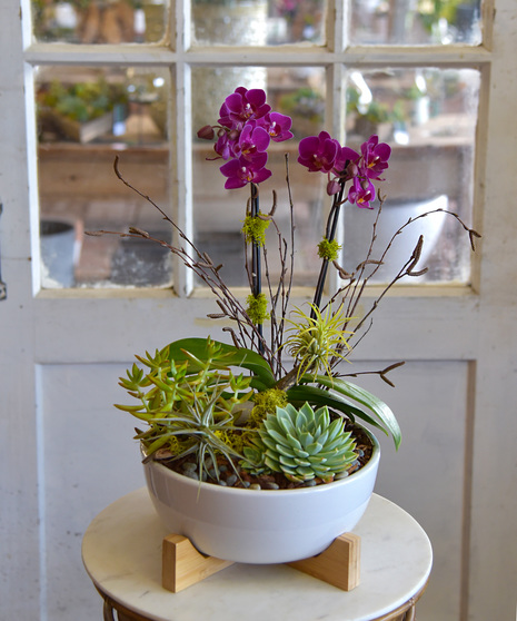 Ciao! Orchid & Succulent Garden