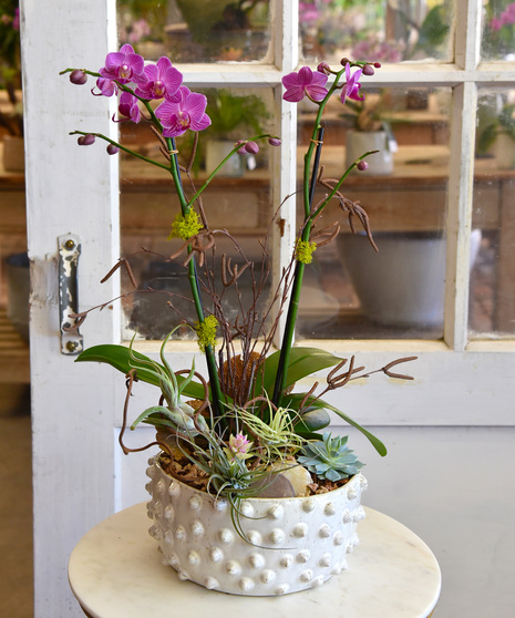 Ciao! Orchid & Succulent Garden