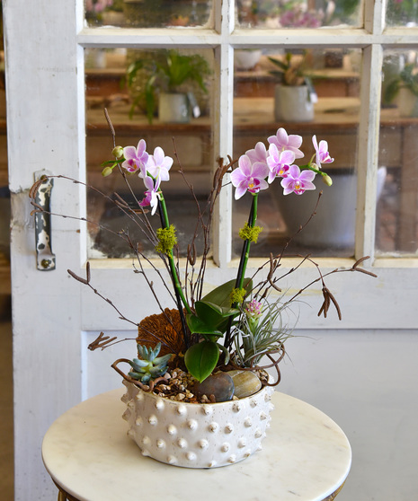 Orchid garden with multiple succulents and tillandsias is adorned with natural elements of rocks, sticks and moss designed in a textured cream ceramic vessel. 