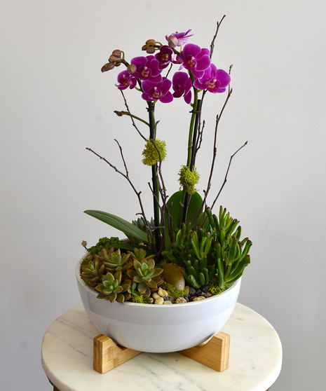 Ciao! Orchid & Succulent Garden