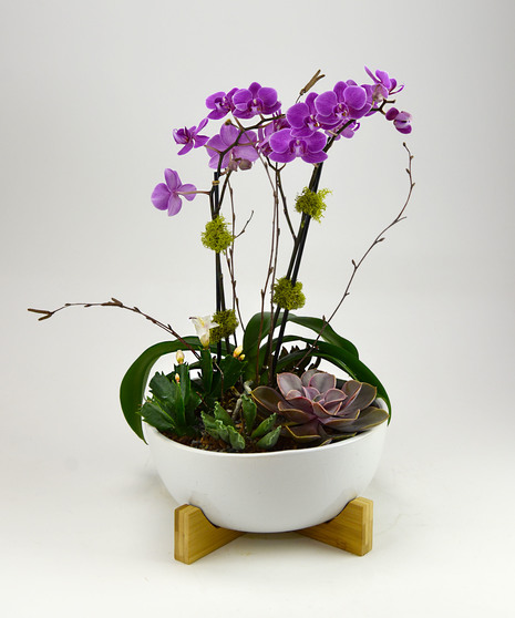 Ciao! Orchid & Succulent Garden
