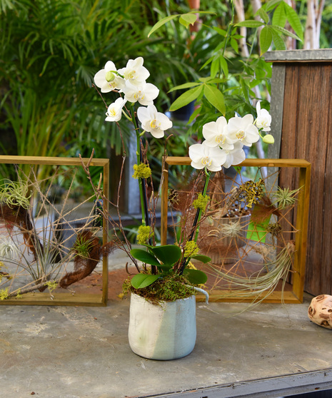 An elegant mini phalaenopsis orchid with an air plant and natural accents featured in a ceramic vessel. 