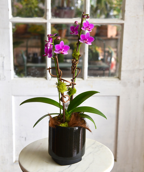 Thank You, Orchid
