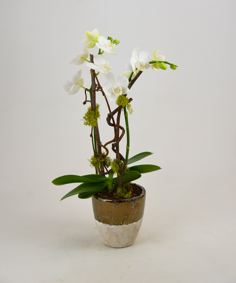 Thank You, Orchid