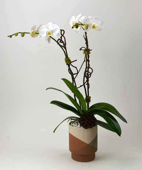 Plants