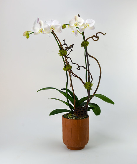 Latte Cream Orchid Plant
