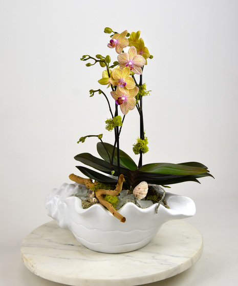 A mini phalaenopsis is presented in a ceramic conch shell with beach accents of shells, sea glass and sand.