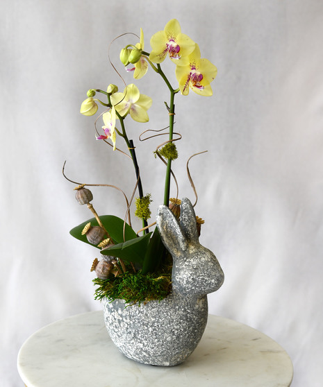 Bunny Hop Orchid