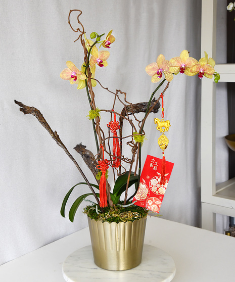 Prosperity Orchid - Lunar Year of the Horse